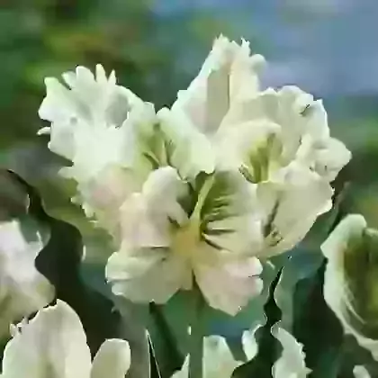 Super Parrot